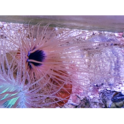 Cerianthus spp. Szorstnik
